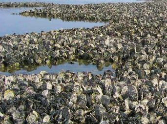 BeetleJuice & Billion Oysters